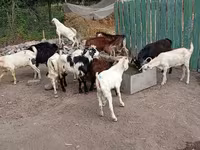 Ziegenbock, Pomellata goat — Foto 4