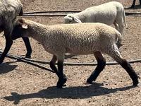 Koç, Hampshire sheep — foto 3