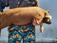 नर सूअर, Мангалица — फ़ोटो 5