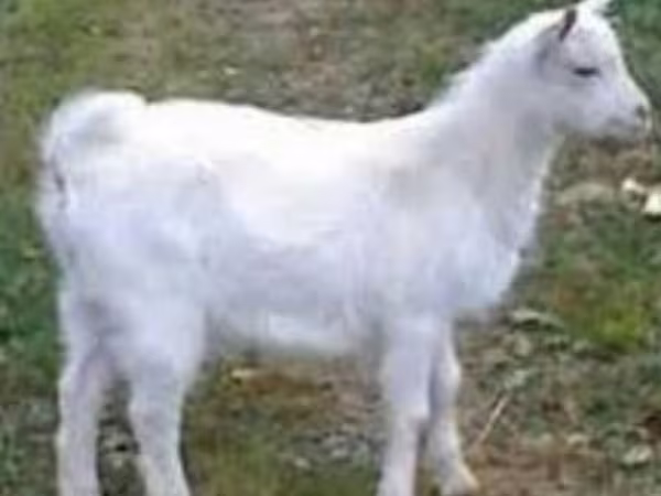 Oğlak, Saanen goat