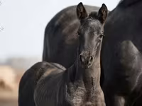 Caballo, Trakehner — foto 3