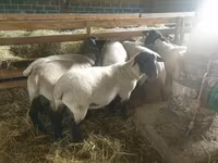 Koyun, Baerchuke sheep — foto 1