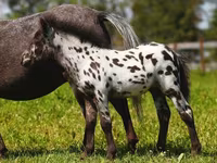 घोड़ी, American shetland pony — फ़ोटो 7