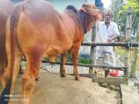 सांड, मवेशी — फ़ोटो 2