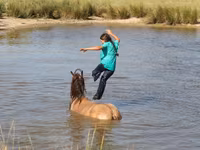حصان, Gypsy horse — الصورة 3