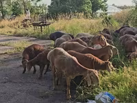 Widder, Arashan sheep — Foto 4