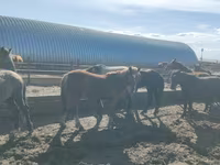 घोड़ा, Horse breed — फ़ोटो 3