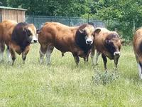 Bulle, Partenaise cattle — Foto 1