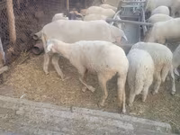 मेढ़ा, Merino sheep — फ़ोटो 4