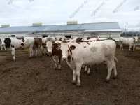 Boğa, Yaroslavl cattle — foto 7