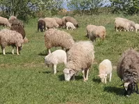 भेड़, Katum sheep — फ़ोटो 5
