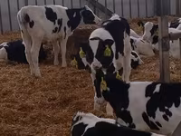 Boğa, Holstein ırkı — foto 5