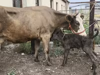 Vaca, Simmental cattle — foto 2
