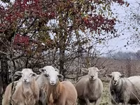 Carnero, Katum sheep — foto 7