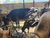 सांड, मवेशी — फ़ोटो 1