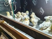 براهما — الصورة 1
