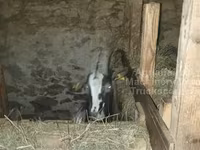 Keçi, Alpine goat — foto 4