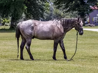 Hengst, Quarter Horse — Foto 3