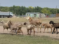 मेढ़ा, Hissar sheep — फ़ोटो 8