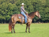 Horse (M), Quarter Horse — photo 2