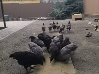 Australorp — photo 5