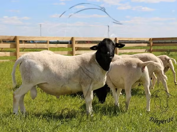 Koç, Dorper sheep