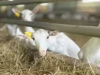 عنزة, Saanen goat — الصورة 6