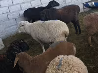 भेड़, Tian-Shan semifinewool sheep — फ़ोटो 4