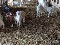 Koyun, Awassi sheep — foto 4