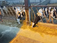 Boğa, Yaroslavl cattle — foto 1