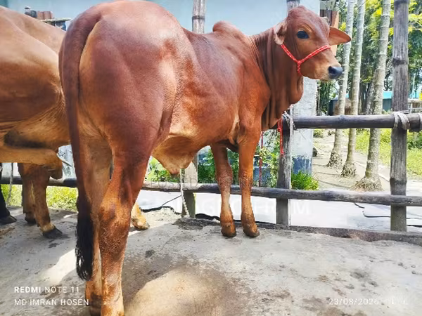 सांड, मवेशी