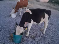 सांड, Swiss cattle — फ़ोटो 5