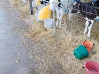 Bulle, Swiss cattle — Foto 1