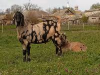 Oğlak, Nubian Goat — foto 4