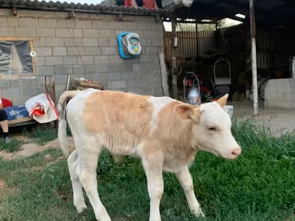 Boğa, Montbeliarde