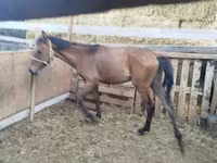 Horse (M), French Trotter — photo 2