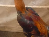 Chickens — photo 4