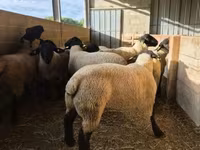 Koç, White Suffolk sheep — foto 3