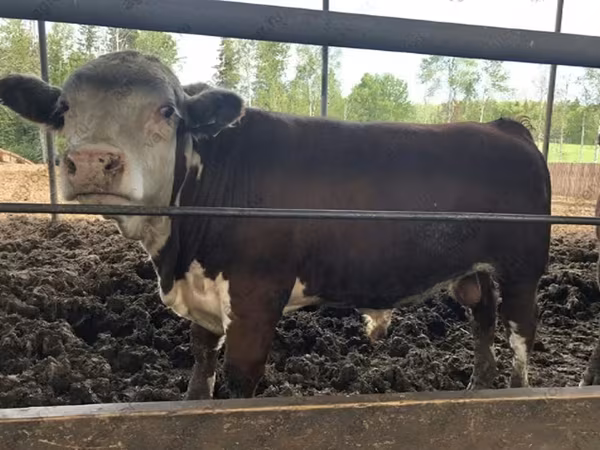 Toro, Hereford