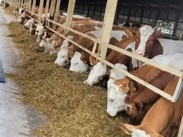 Bull, Cattle