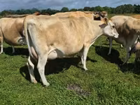 Vaca, Raza Jersey — foto 1