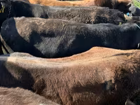 Toro, Ganado vacuno — foto 4