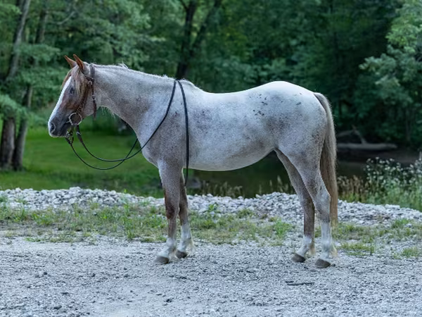 母马, Quarter Horse