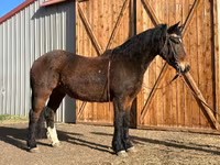 公马, Mustang — 照片 1
