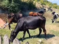 İnek, Sığır — foto 2