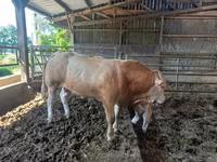 Boğa, Blonde d’Aquitane cattle — foto 5