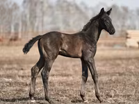 Caballo, Trakehner — foto 1