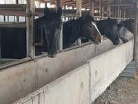 घोड़ा, Horse breed — फ़ोटो 6