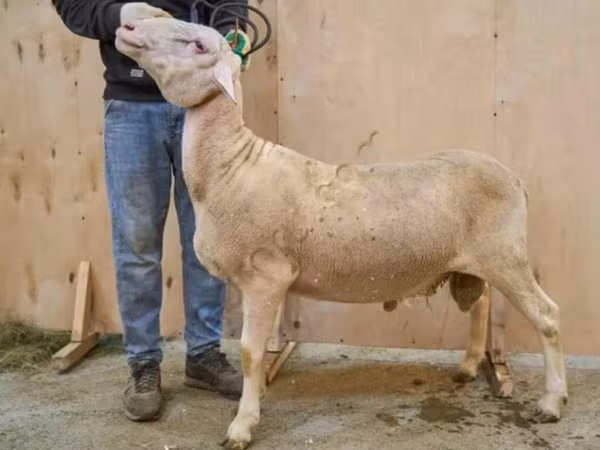 Koç, Lacaune sheep