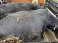 Cow, Cattle — photo 1
